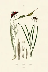 Zeegras
